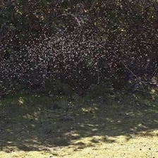 A visible swarm of tiny gnats outdoors