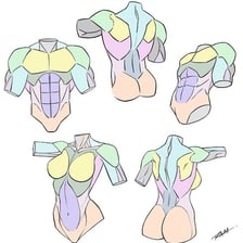 Anatomical illustration of the human torso