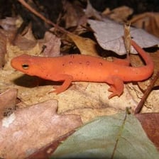 A red eft, the terrestrial juvenile stage of a red-spotted newt.