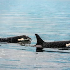 A group of black-and-white orcas swimming in the ocean.