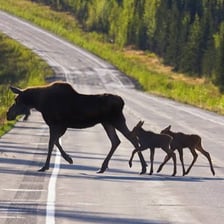 A moose standing or crossing near an Alaskan roadway
