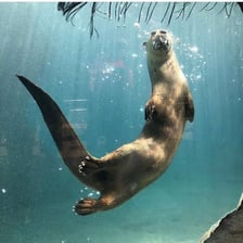 A North American river otter swimming in water.