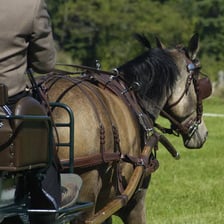 A coach driver holding reins attached to harnessed horses.