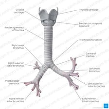 An anatomical illustration identifying the human trachea or windpipe.