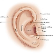 A diagram of the human ear showing its outer lobe.
