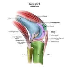 An anatomical diagram labeling the knee joint and tibia.