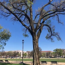 A leafy elm tree near Washington’s National Mall
