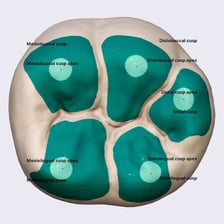 An educational diagram labeling the pointed cusps of a molar.