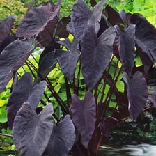 A taro root beside the taro plant’s leaves