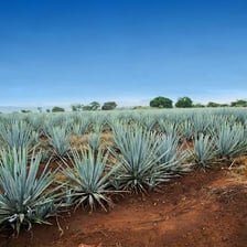 Blue agave plants used in mezcal production