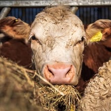 A cow eating hay in a barn