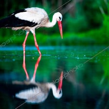 A long-legged white stork standing in shallow wetland water.
