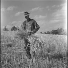 A farmer harvesting a field of wheat