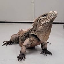 An iguana displaying the loose skin flap beneath its throat