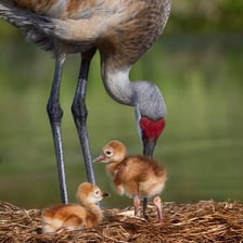 A long-necked crane standing in a wetland