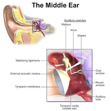 An anatomy illustration showing the stirrup-shaped stapes bone in the ear