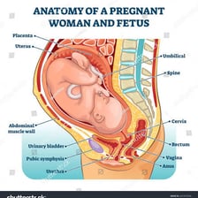 An anatomical illustration showing the uterus during pregnancy.
