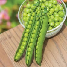 Green peas growing inside their pods