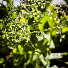 Thin, delicate plant tendrils in close-up