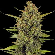A cannabis plant associated with the Acapulco Gold strain.
