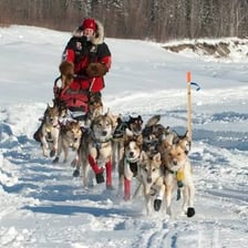 A dog team pulling a sled during an Iditarod-style race in Alaska.