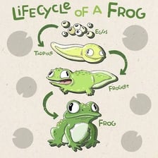 An educational illustration showing a frog life cycle with the tadpole stage.