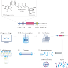 A scientific illustration showing RNA molecules associated with an mRNA vaccine.