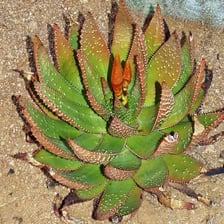 A cluster of aloe plants with pointed spiny leaves