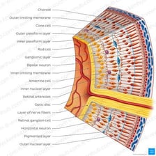 An educational illustration of rod cells in the retina.