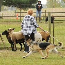 A shepherd dog herding sheep