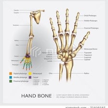 An anatomical illustration showing arms connected to hands