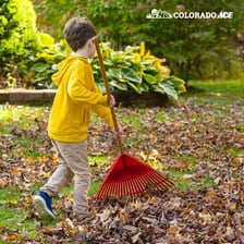 A garden rake being used to gather fallen leaves.