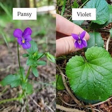 Pansy and violet flowers shown together.