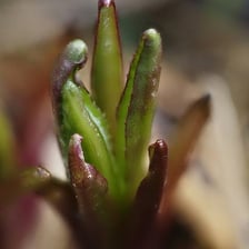 A young plant bud beginning to open