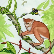 An educational illustration of an early primate from the Eocene