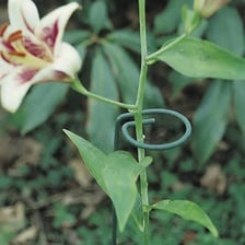 A plant stem supporting an unopened flower bud