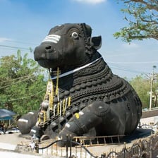 A cow in an Indian setting associated with Hindu religious tradition
