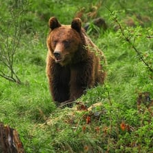 A brown bear standing in a forest.