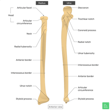 A labeled anatomy diagram showing the ulna beside the radius.
