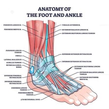 A diagram identifying the heel on a human foot