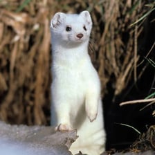 An ermine, or stoat, displaying its white winter coat.