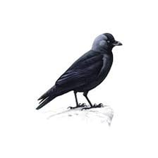A jackdaw, a small crowlike bird