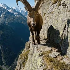 A goat standing prominently on a high rocky ledge.