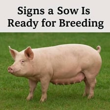An adult female pig in a farm setting.