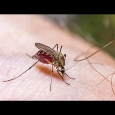 A mosquito representing a bothersome nuisance