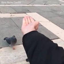 A person waving a bird away with an outstretched hand.