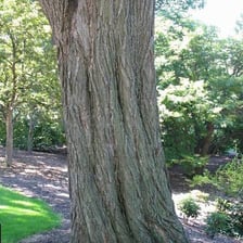 A mature elm tree with a broad canopy.