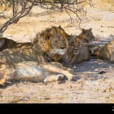 A pride of lions resting together in the savanna.