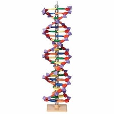 A model or illustration of the DNA double helix