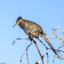 A bird sitting on a high perch.